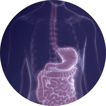 digestion illustration